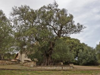 Parco di San Sisinnio, Villacidro