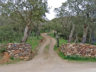 Foresta di Monte Simudis, Isili
