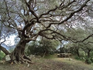 Parco di Mullò, Triei (NU)