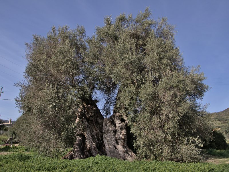 Su Cungiau de Is Olias (Ulivo millenario), Sini (OR)