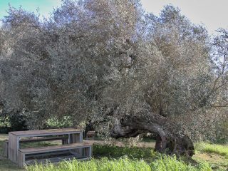 Parco degli Ulivi, Turri (SU)