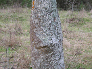 Menhir Reinamare, Monteleone Roccadoria