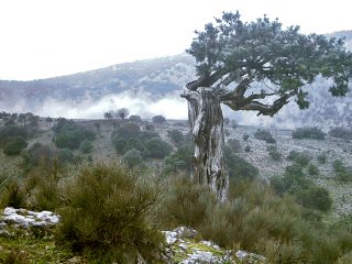 Campos Bargios, Urzulei