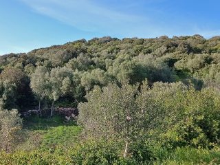 Alture di Monte Itta, Mogoro