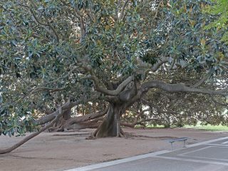 Giardini Pubblici - Ficus magnolioide, Cagliari