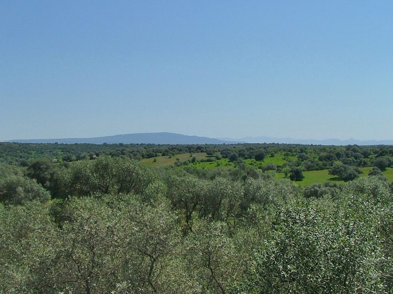 Paulilatino plateau, Paulitatino (OR)