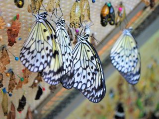 Butterfly House Sardegna, Olmedo
