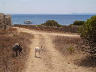 Asinello albino, Isola dell'Asinara, Porto Torres (SS)