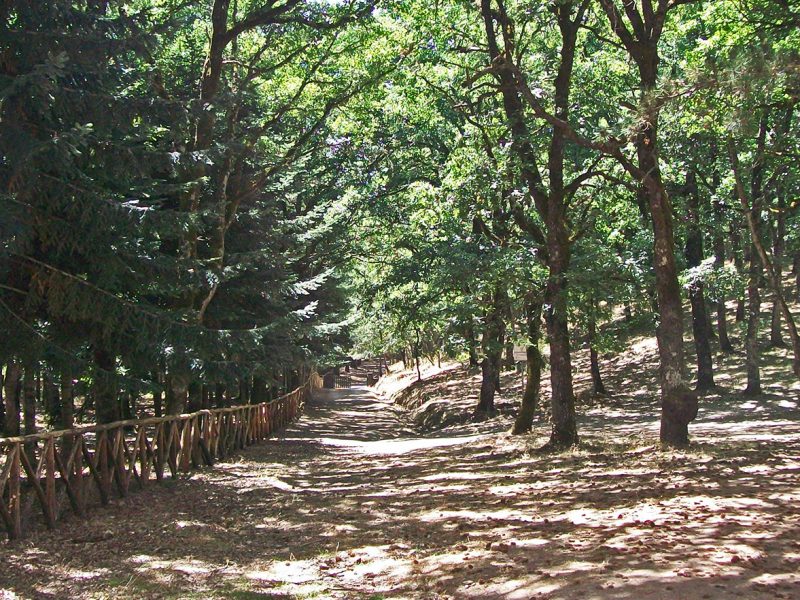 Foresta di Monte Pisanu, Bono e Bottita (SS)