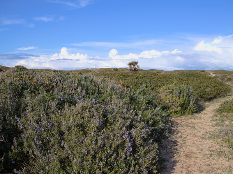 Oasi di Seu, Cabras (OR)