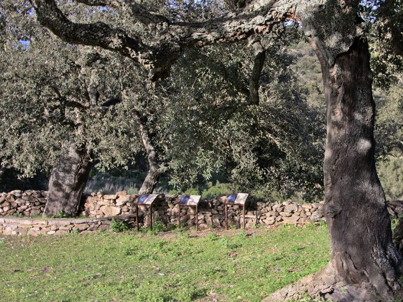 Parco dei Graptoliti, Graptoliti di Su Peincoli, Goni (SU)