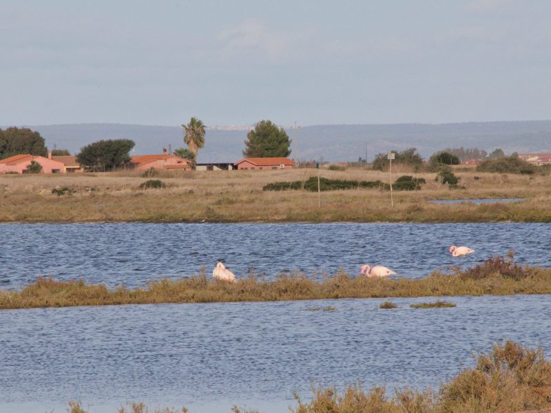 Laguna di Mistras, Cabras