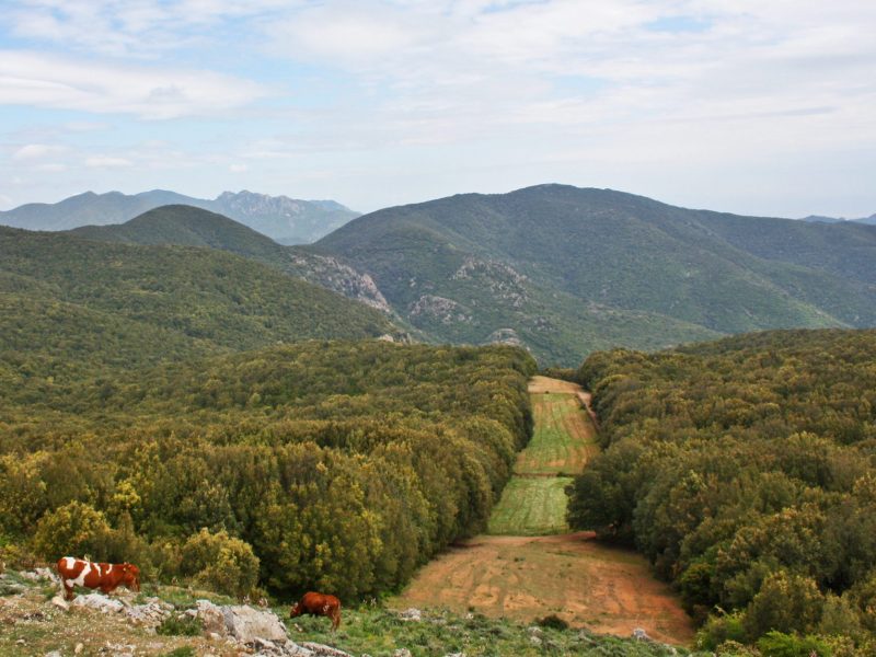 Punta Sebera, Foresta Is Cannoneris