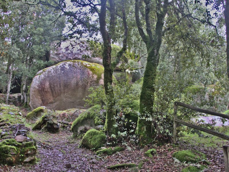 Parco di San Basilio, Ollolai