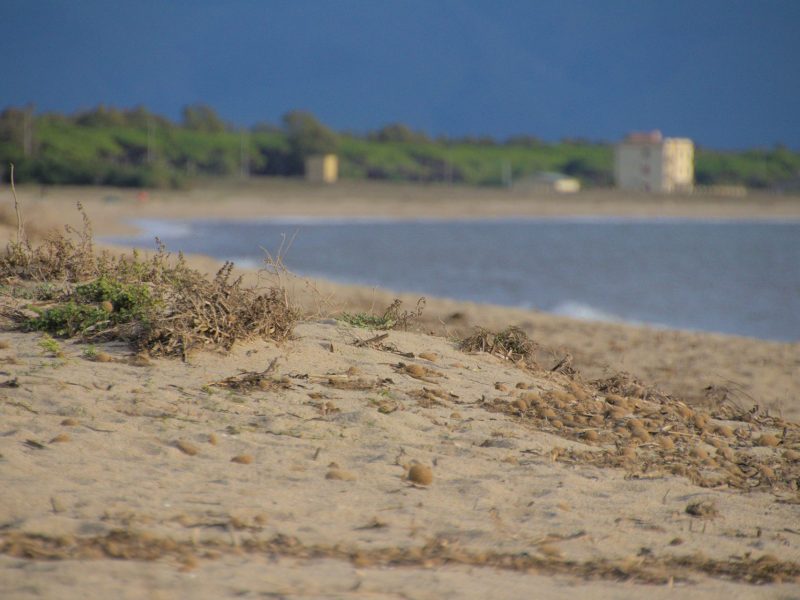 Spiaggia di Torre Grande, Oristano