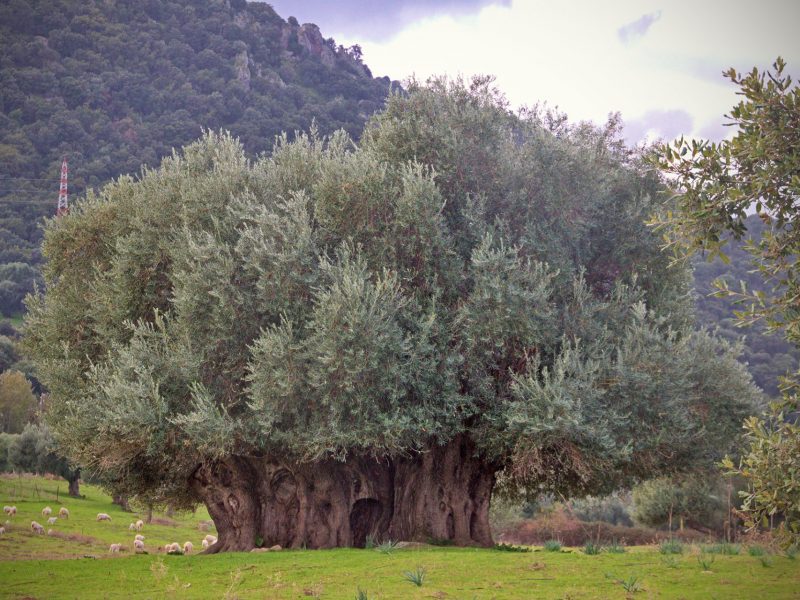 Ulivo millenario di Valeri, Sarule